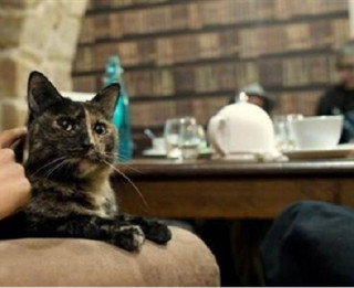 Drīzumā Rīgā durvis vērs pirmā kaķu kafejnīca