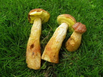 Latvijas Dabas muzejā norisināsies ikgadējās sēņu dienas