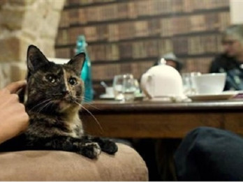 Drīzumā Rīgā durvis vērs pirmā kaķu kafejnīca