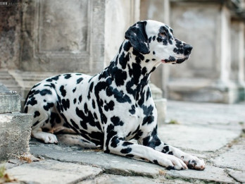 Kā veiksmīgi nofotografēt savu mīluli