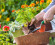 Dārza pārvērtības – ātri un vienkārši veidi, kā uzlabot dārza estētiku