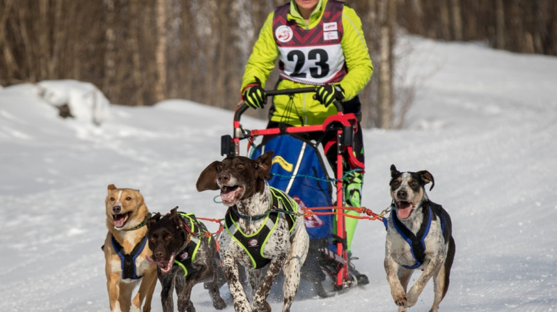 Otrās vietas ieguvēja 4 suņu kamanās Sarmīte Linde (Dog Sport Carnikava). Foto: Juris Maurāns.