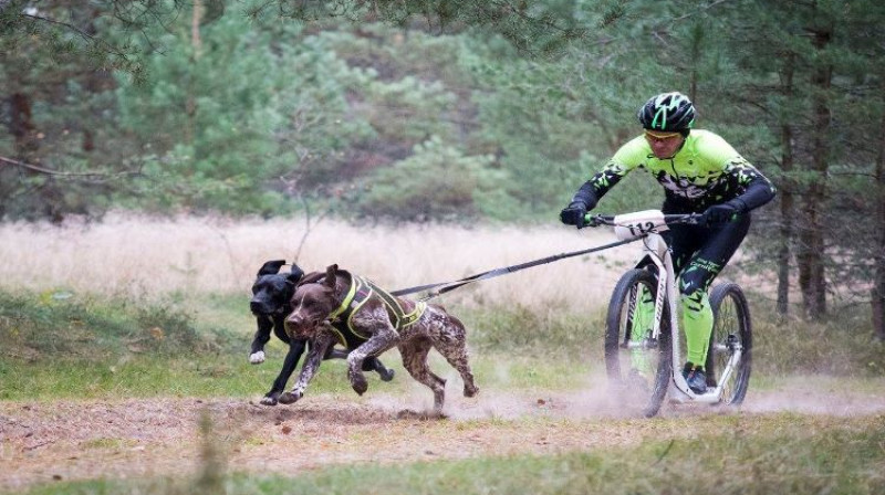 Foto: Dog Sport Carnikava/Latvijas kamanu suņu federācija.