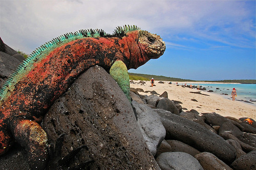 Aizraujošās Galapagu salas: bruņurupuči, iguānas, pingvīni vienuviet