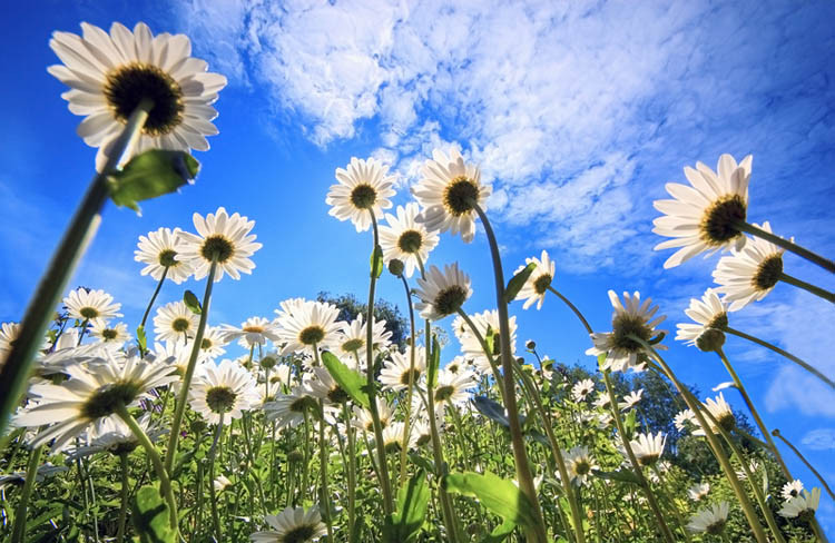 Sinoptiķi atklāj, kad sāksies vasara